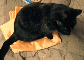 Halloween sitting on apricot taffeta